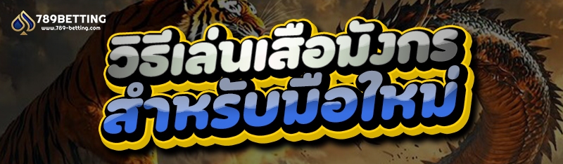 วิธีเล่นเสือมังกร สำหรับมือใหม่